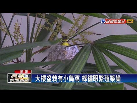 綠繡眼棄巢|【綠繡眼會棄巢嗎】驚！被嚇到的綠繡眼棄巢？大溪常。